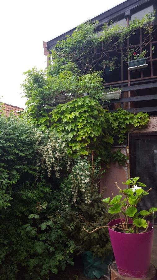 Apartmani Stojanovic Sremska Kamenica Dış mekan fotoğraf